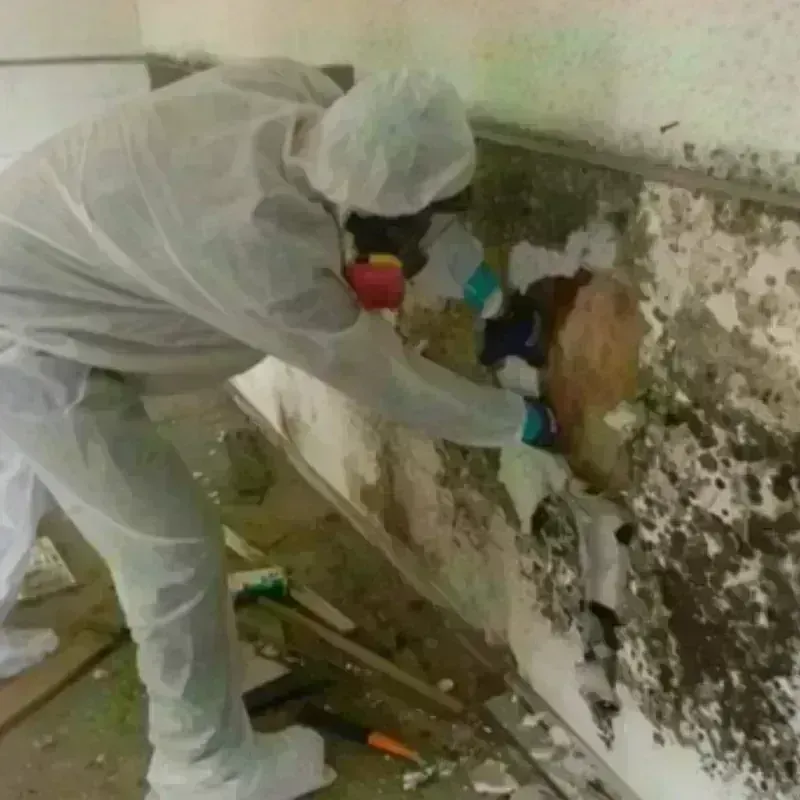 Mold Remediation and Removal in Cacao, PR